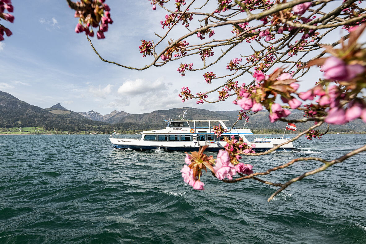 Die WolfgangseeSchifffahrt im Frühling